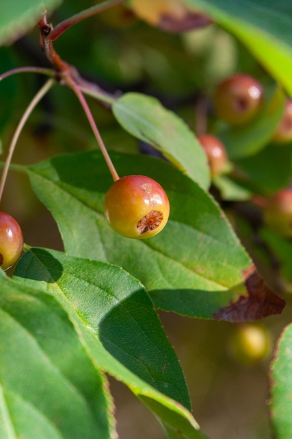 國王失去的 國王失去的
